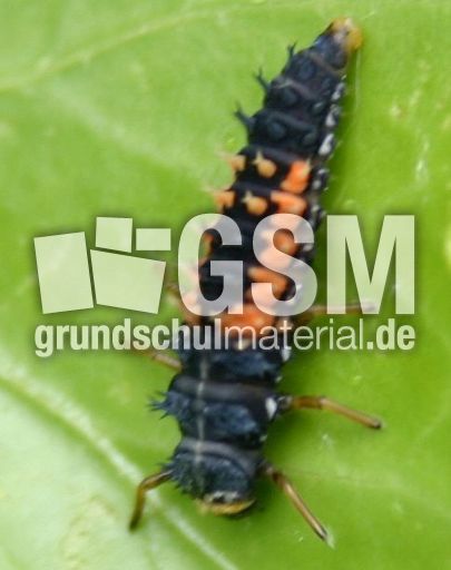 Marienkäfer-Valentin-13.jpg